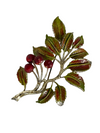 A Vintage Cherry Brooch, signed Exquisite, 1960s